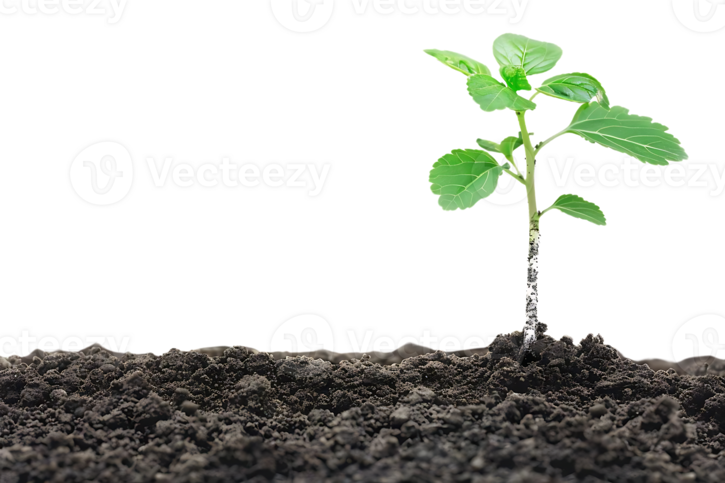 Green Plant Sprout Growing from Soil Realistic Image png