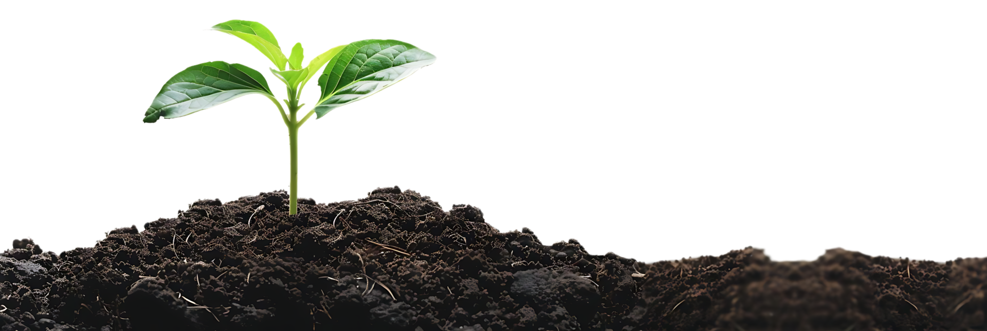 Green Plant Sprout Growing in Soil - Realistic Photo png