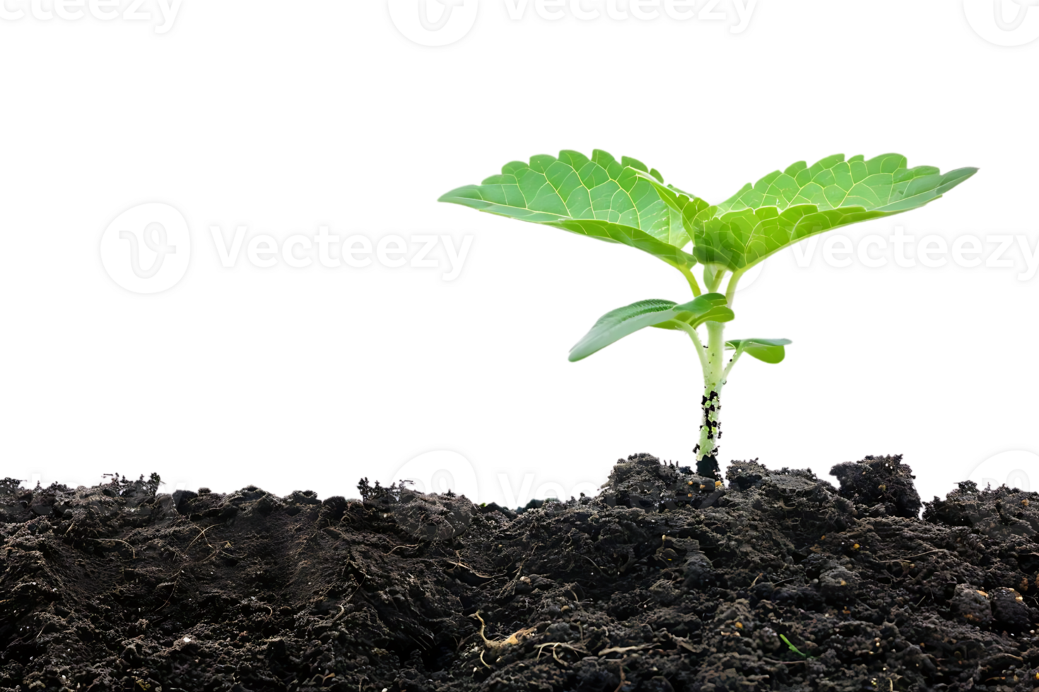 Green Plant Sprout Growing in Soil - Realistic Image png