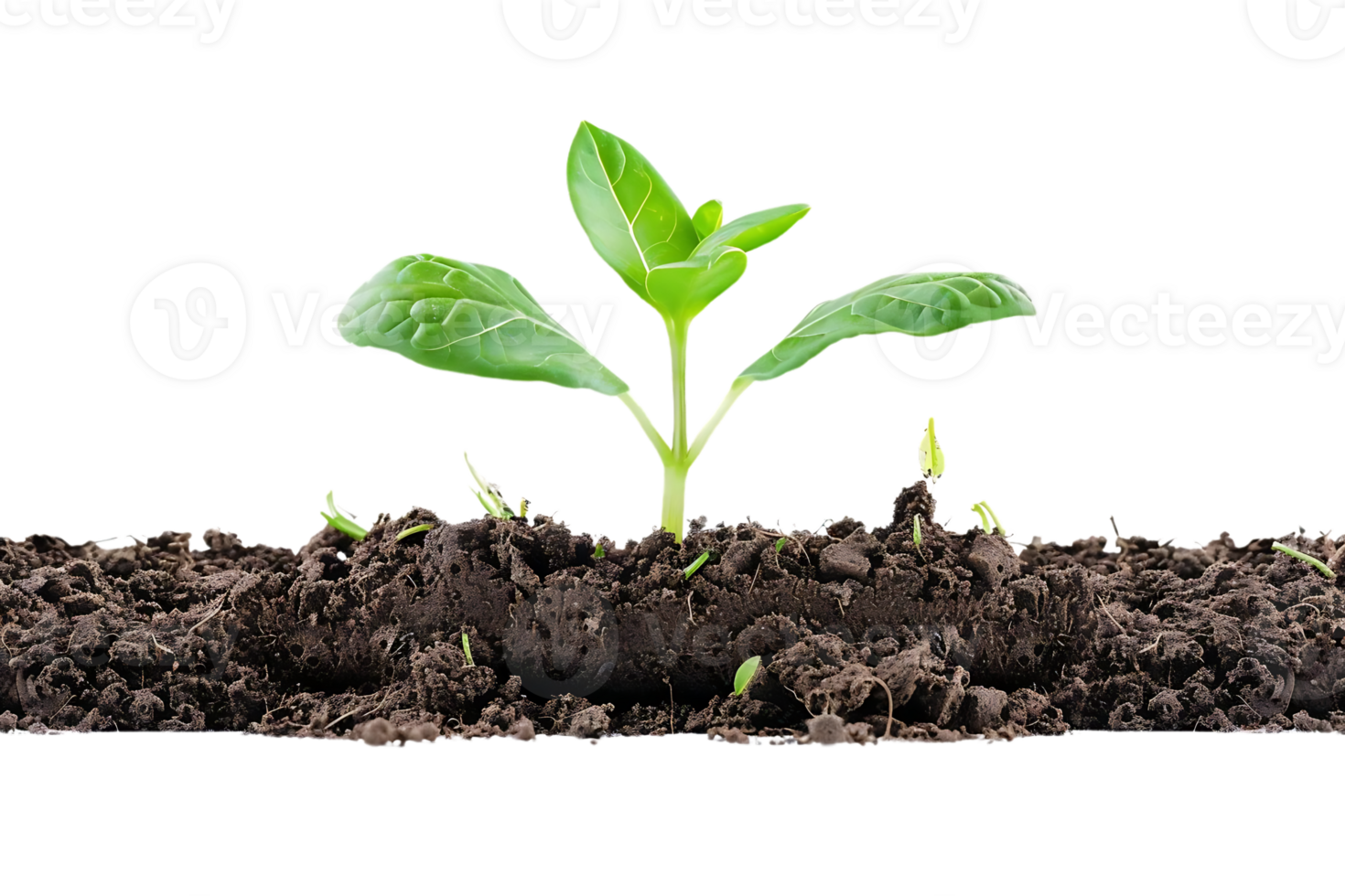 Single Green Plant Growing in Dark Soil - Realistic Image png