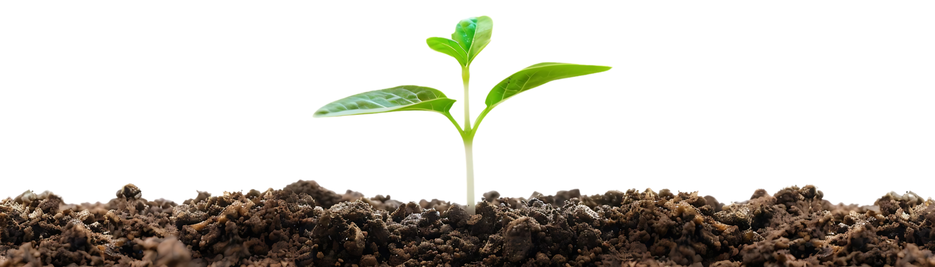 Green Sprout Growing from Dark Soil - Photo png