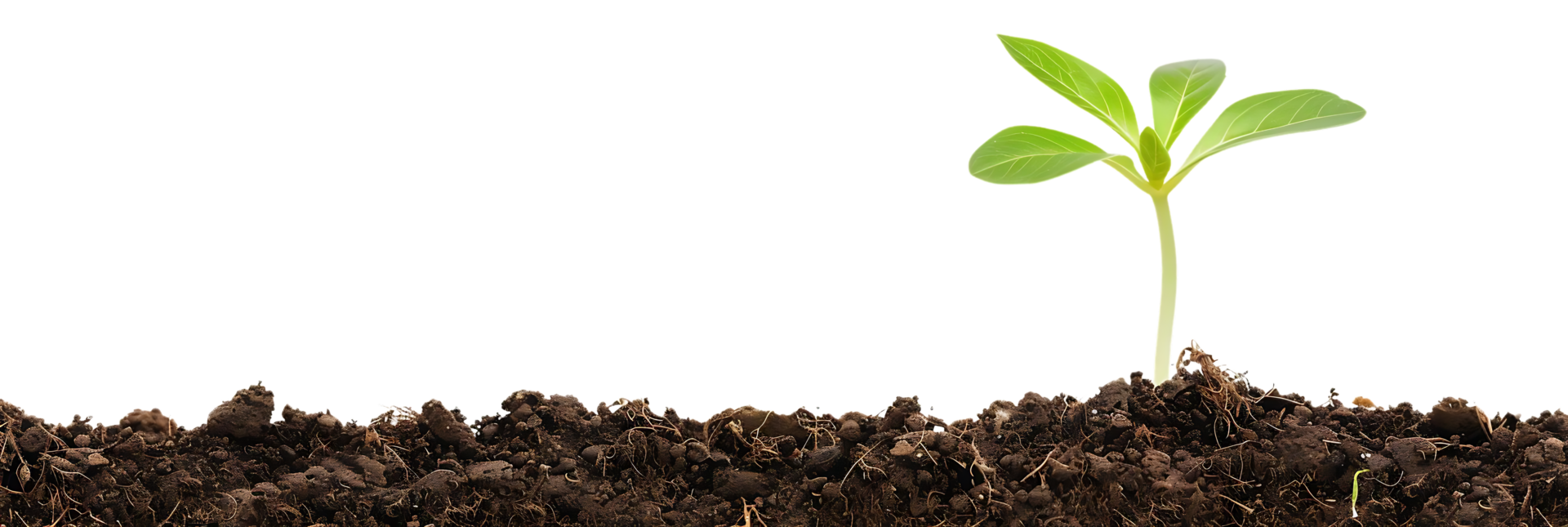 Green Sprout Growing From Soil Realistic Image png