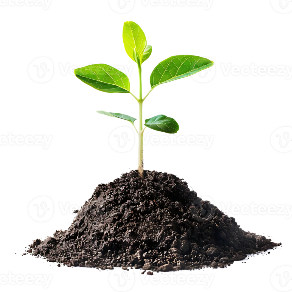 Green Plant Sprouting from Soil - Realistic Image png