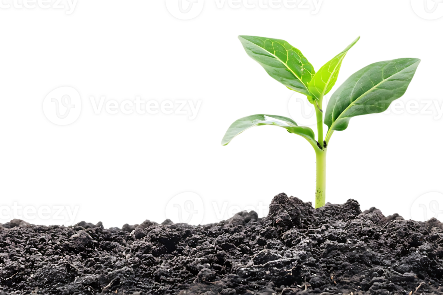Green Plant Sprouting From Soil Realistic Image png