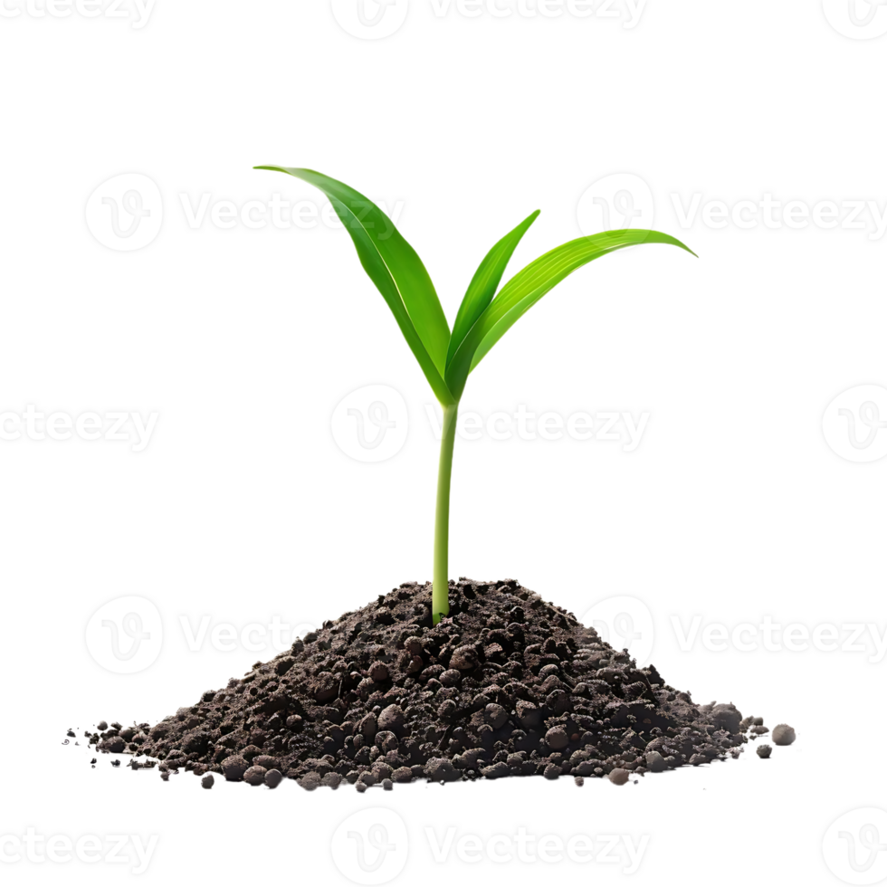 Green Plant Sprouting from the Soil - Realistic Image png