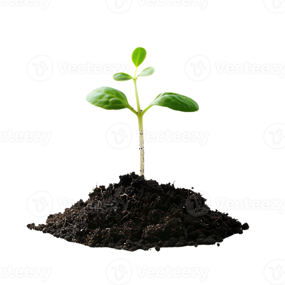 Small Green Plant Sprouting from Soil - Photo png