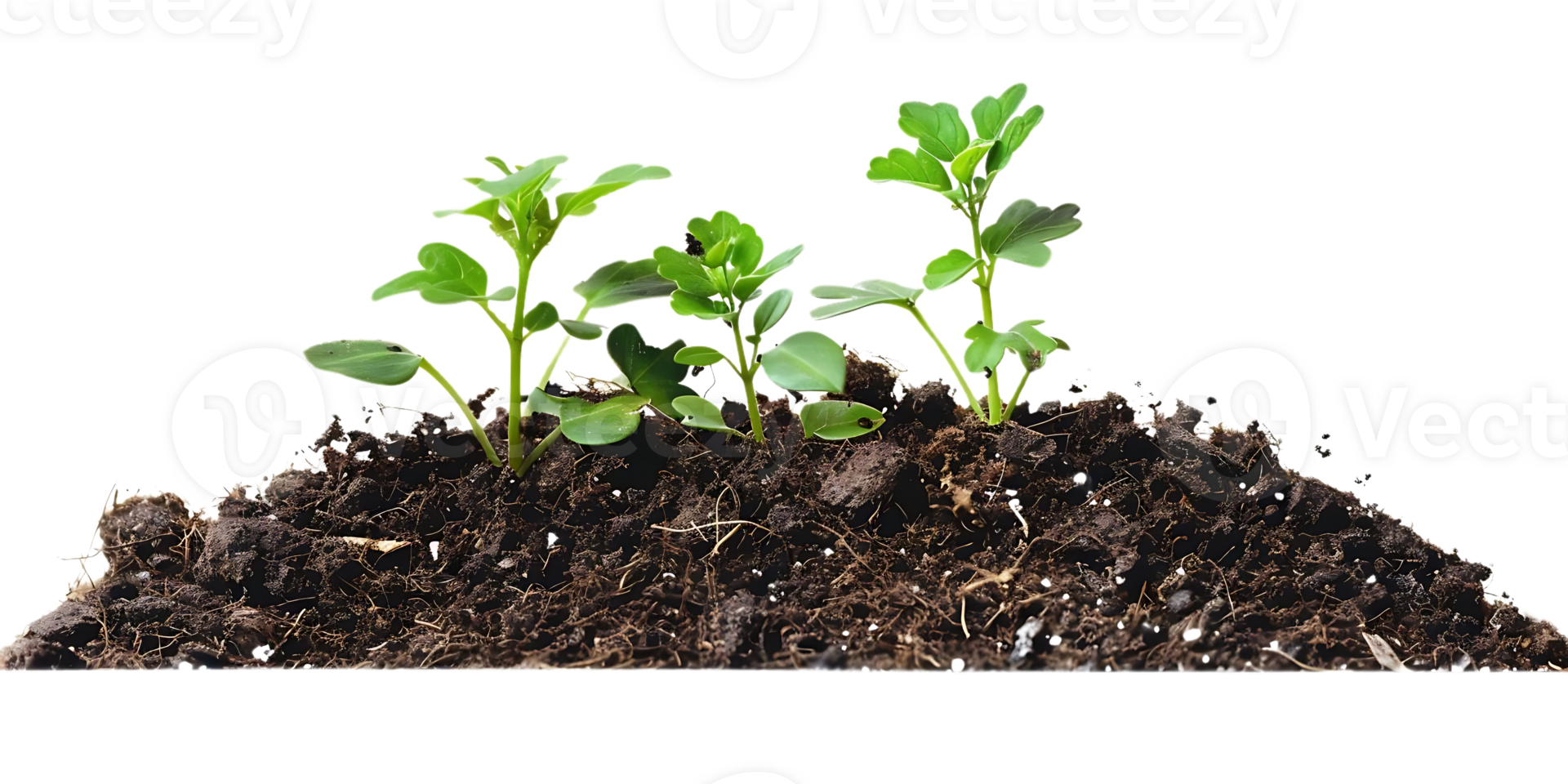 Green Shoots Emerging from Rich Soil - Photo png
