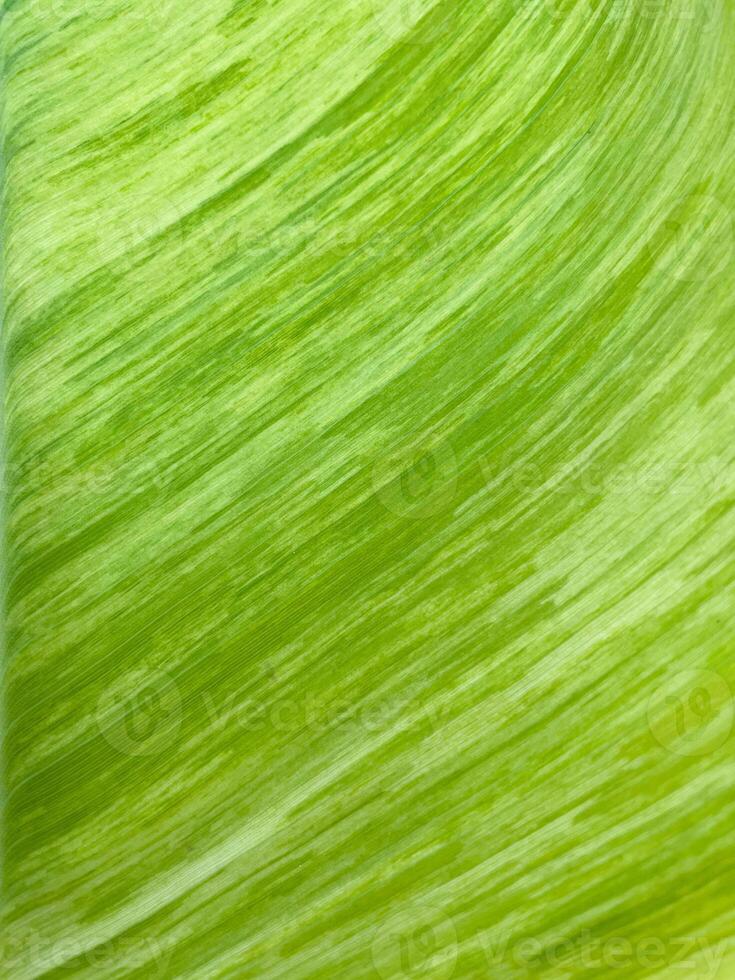 Green leaf texture for natural background photo