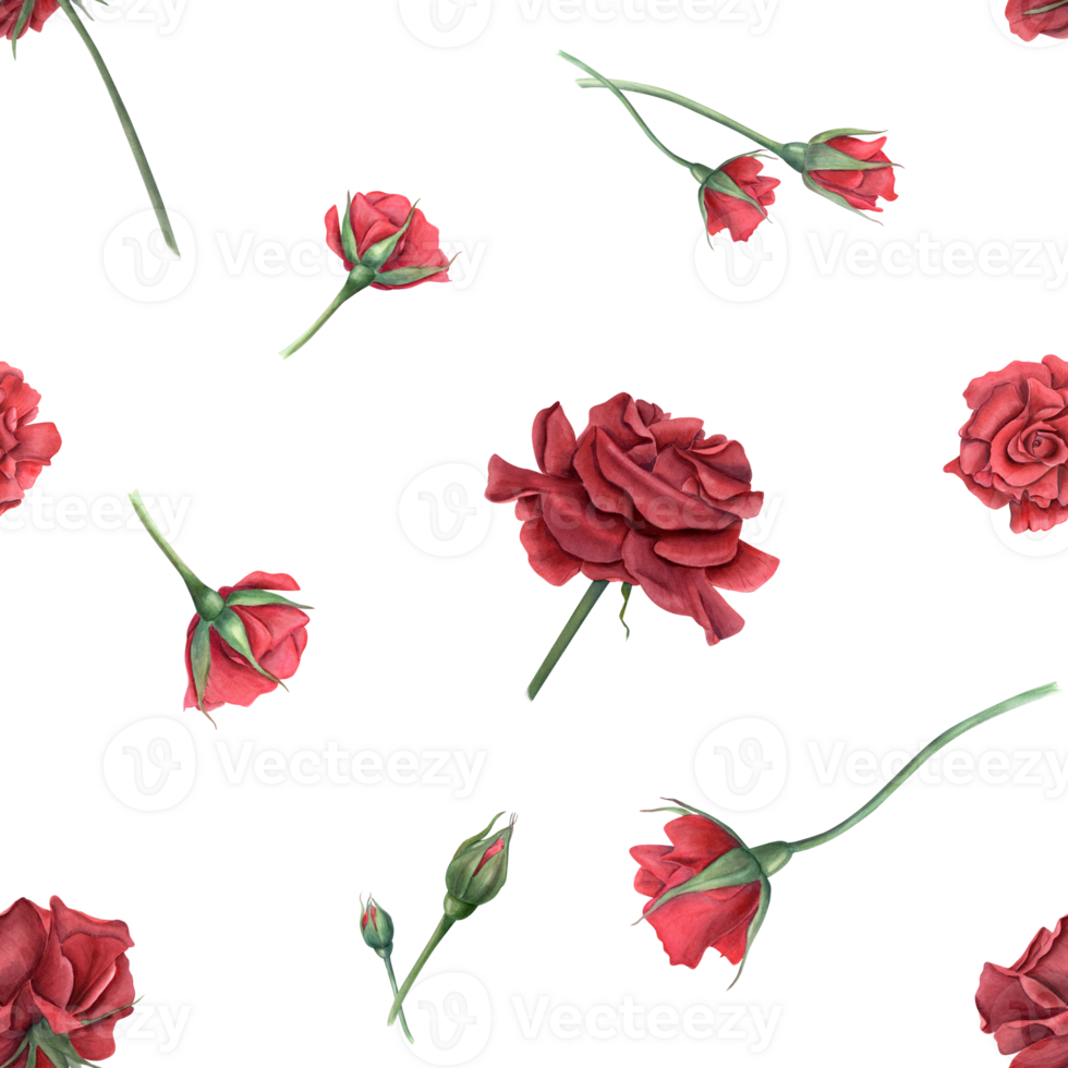 Rose with buds on stem. Deep red, scarlet roses. Seamless pattern of summer ruby flowers. Blooming plants. Watercolor illustration. Ideal for use in textiles, wallpapers, and various design projects png
