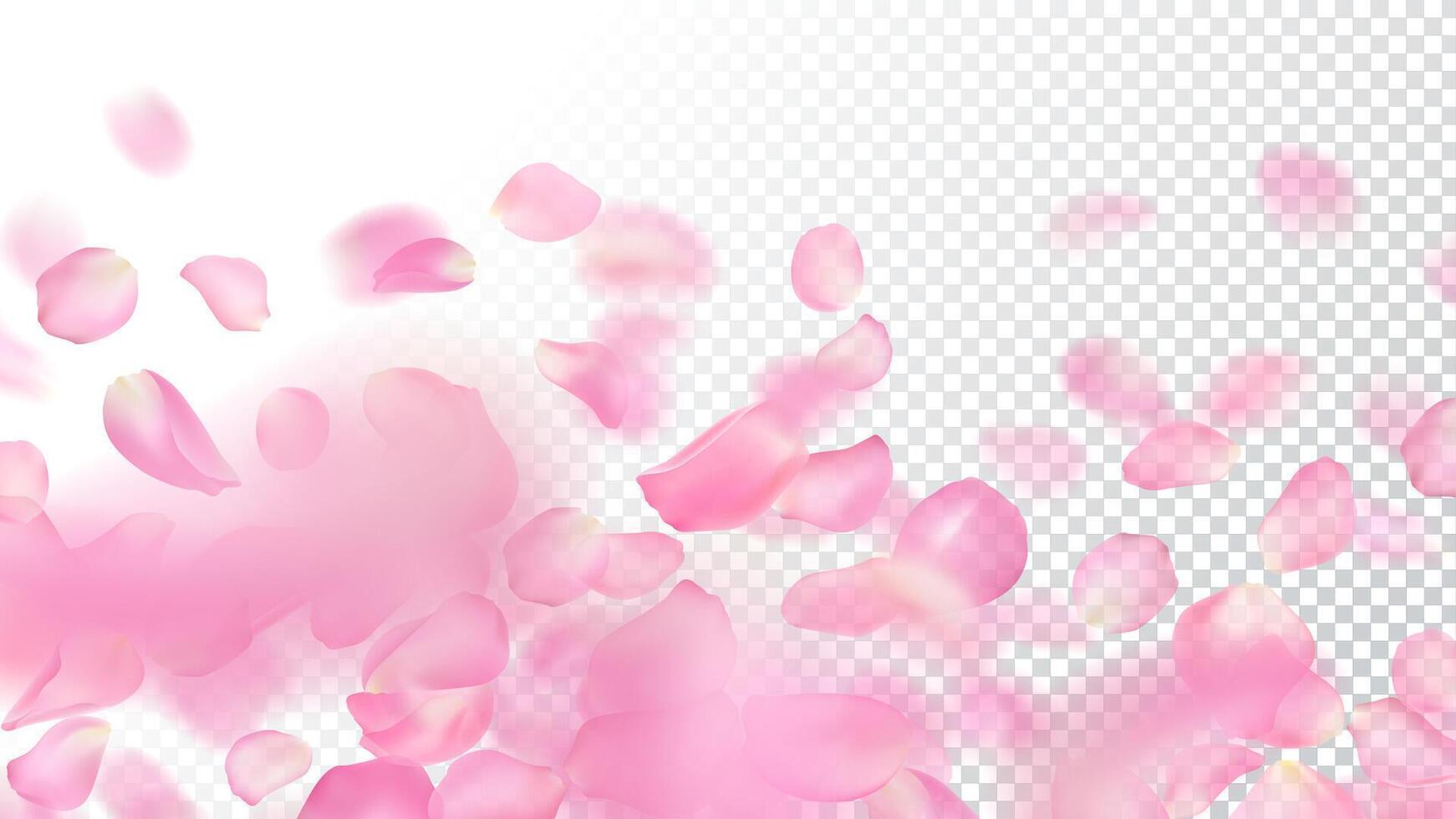 template of realistic pink rose petals on transparent background. Close-up. Wallpaper of flying blurred sakura petal with blur effect. Floral illustration for banner, romantic greeting card. vector