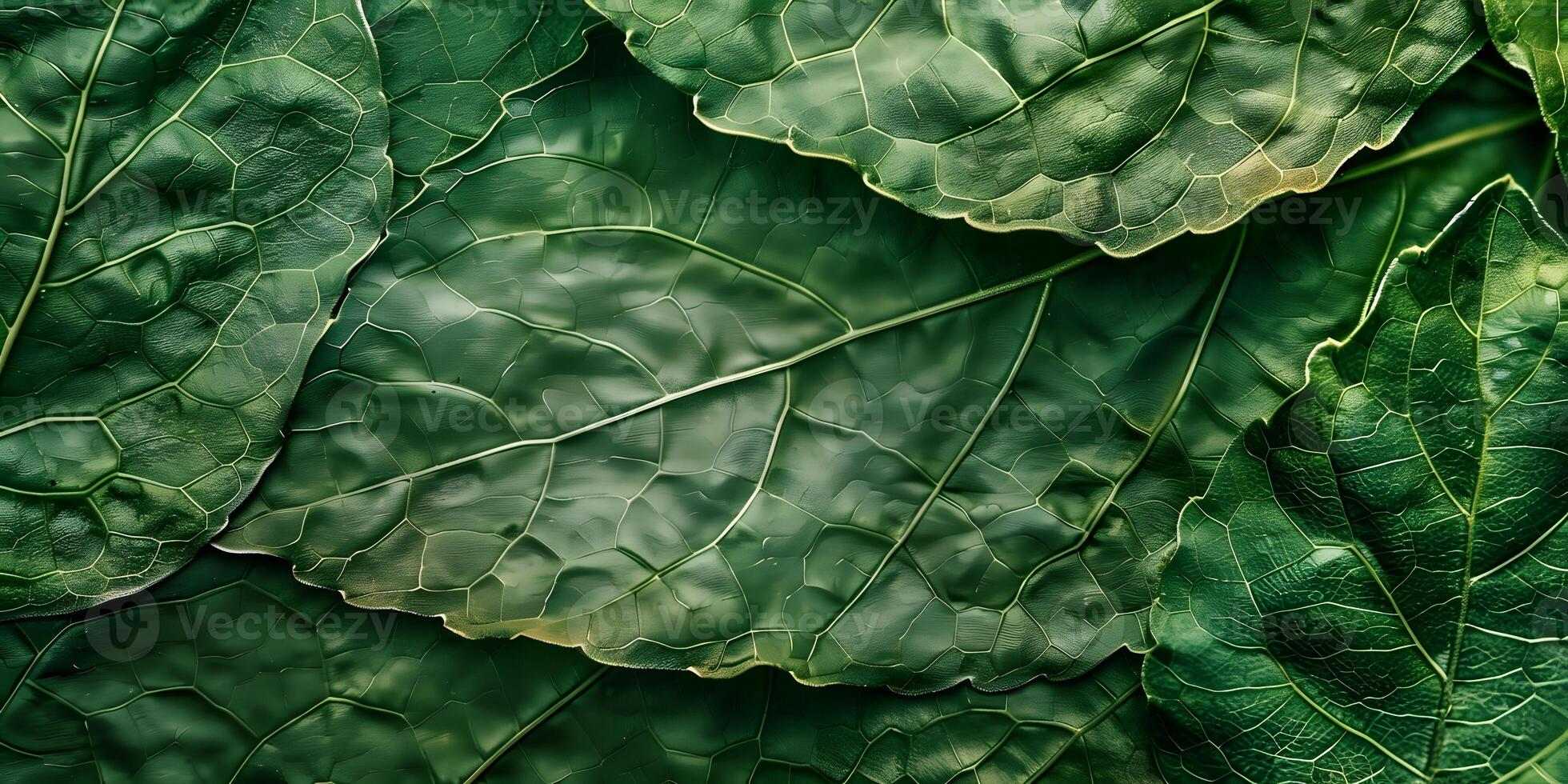 Green leaf texture surface background close up photo