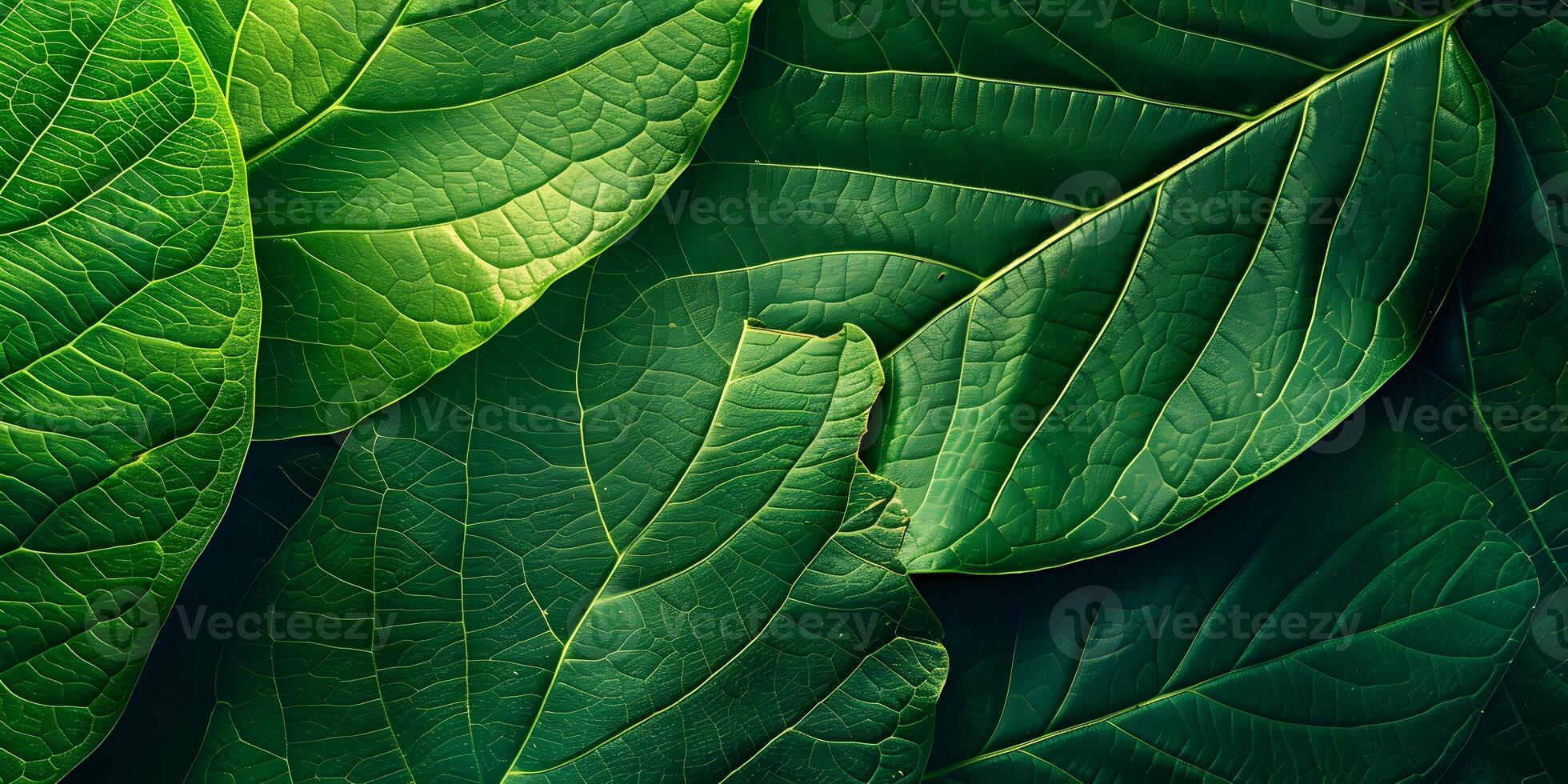 Green leaf texture surface background close up photo