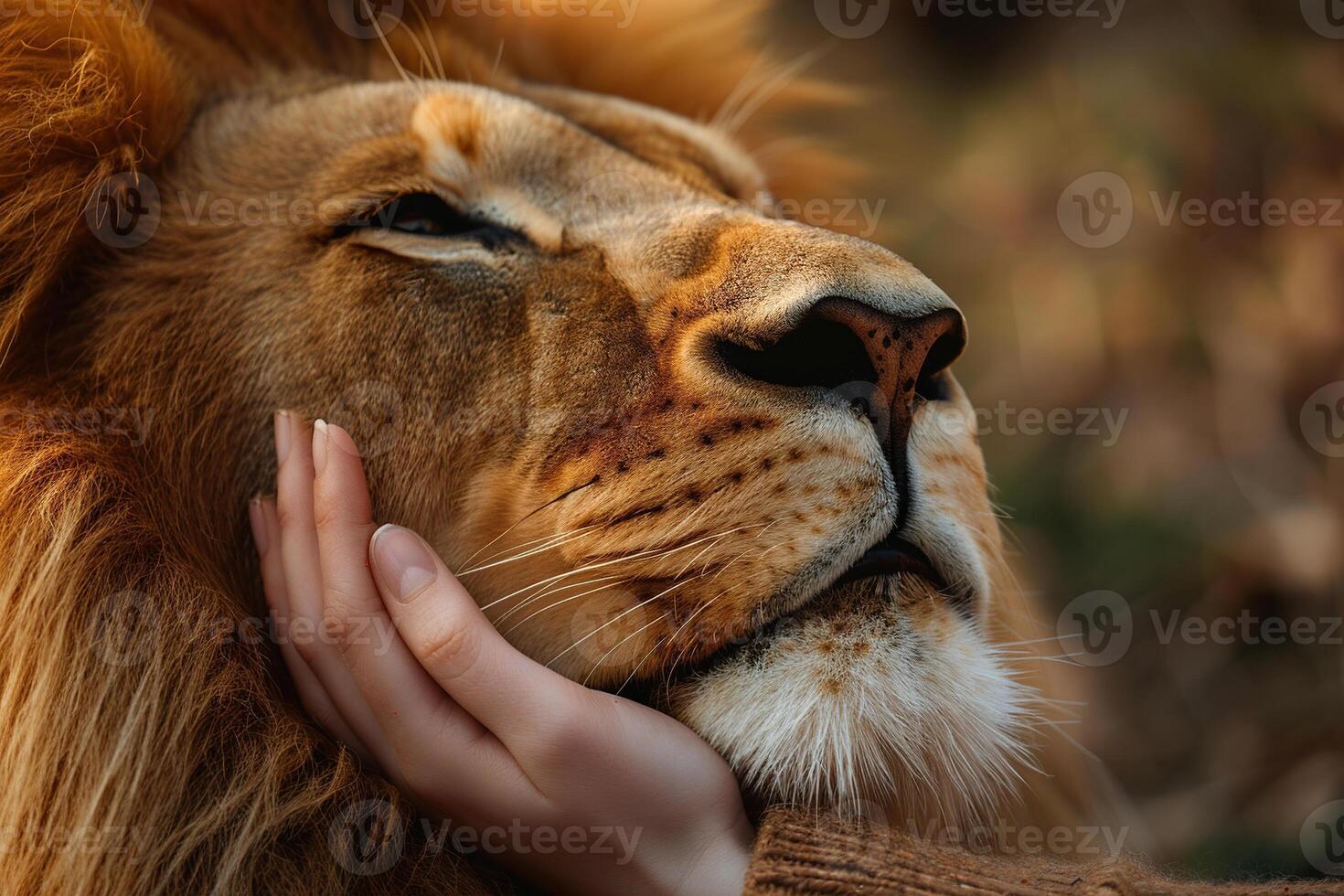Women's hands hug the face of a lion close-up. Human and nature. Pet therapy. Generated by artificial intelligence photo