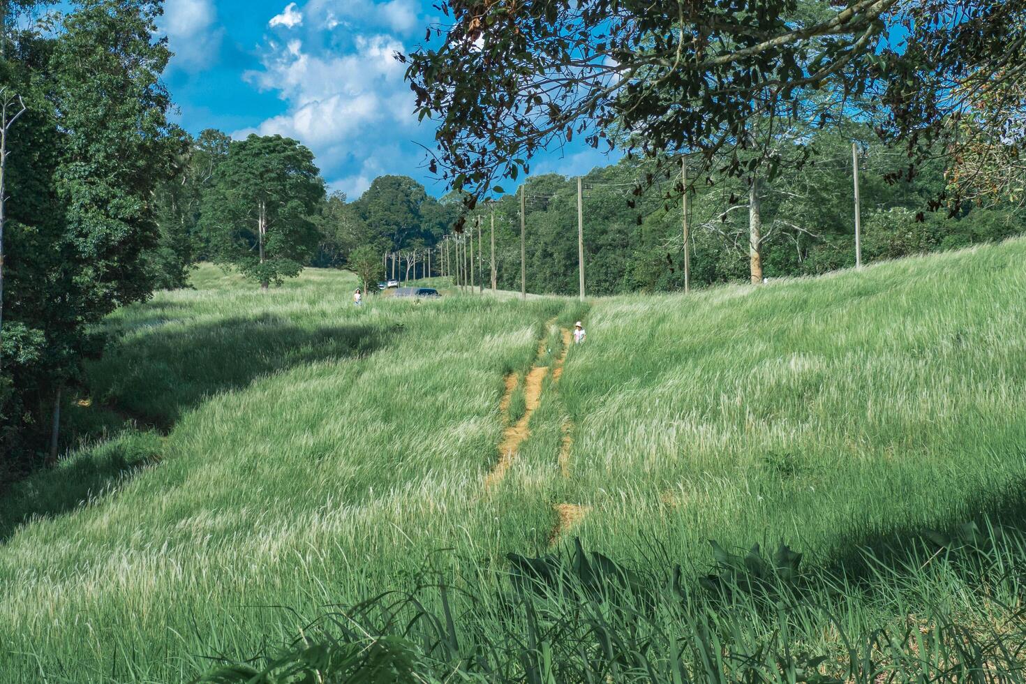 Light Pole and scenic road amid white flower glass fields, Khaoyai, National park, Thailand. photo