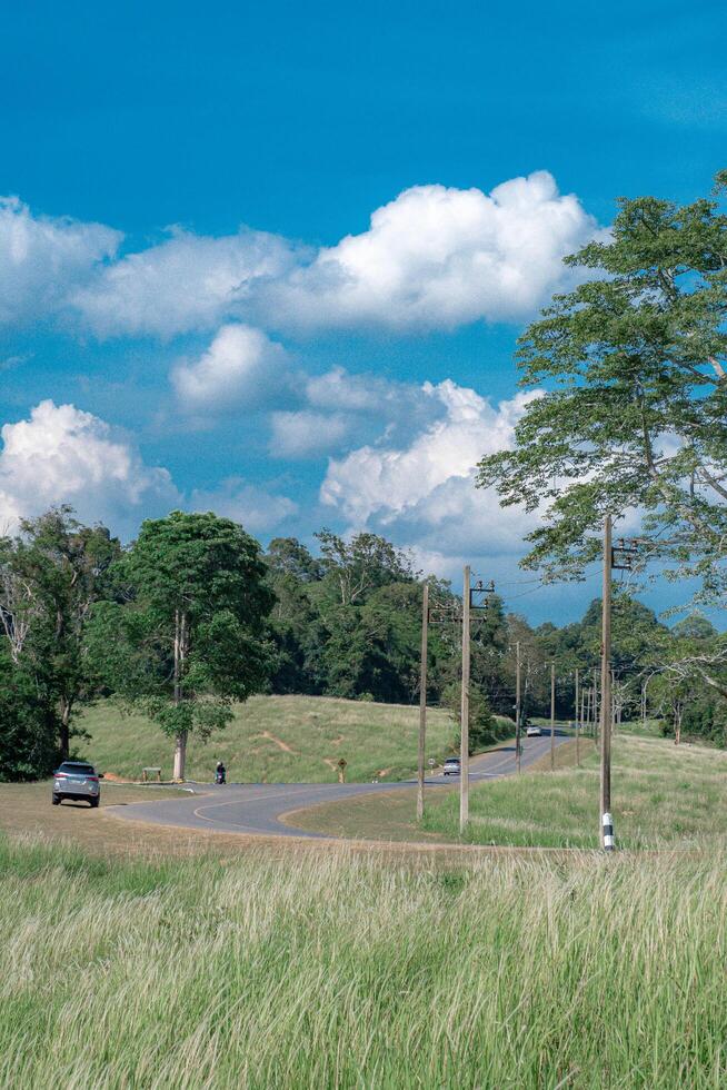 Light Pole and scenic road amid white flower glass fields, Khaoyai, National park, Thailand. photo