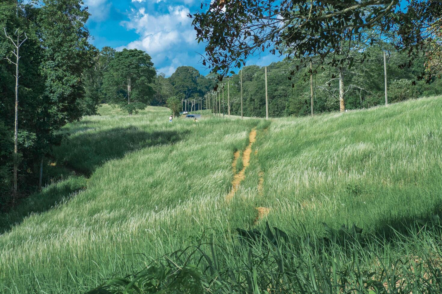 Light Pole and scenic road amid white flower glass fields, Khaoyai, National park, Thailand. photo