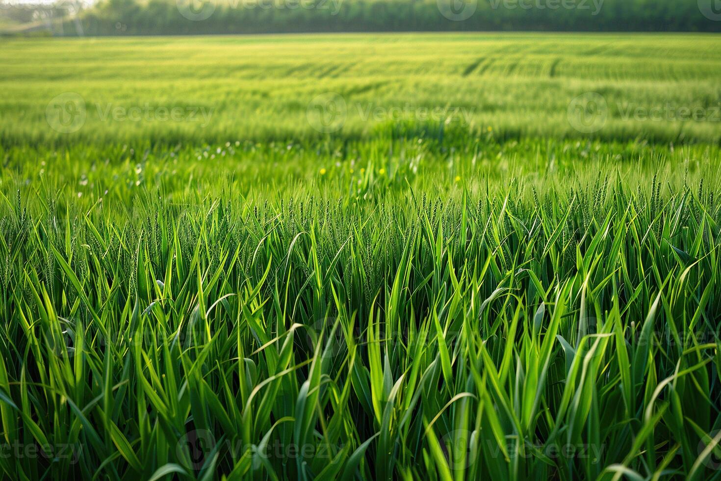 Close-up of a lush green lawn. Generated by artificial intelligence photo
