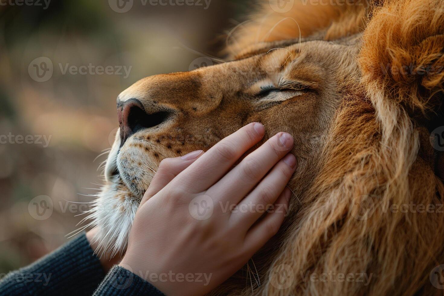 Women's hands hug the face of a lion close-up. Human and nature. Pet therapy. Generated by artificial intelligence photo