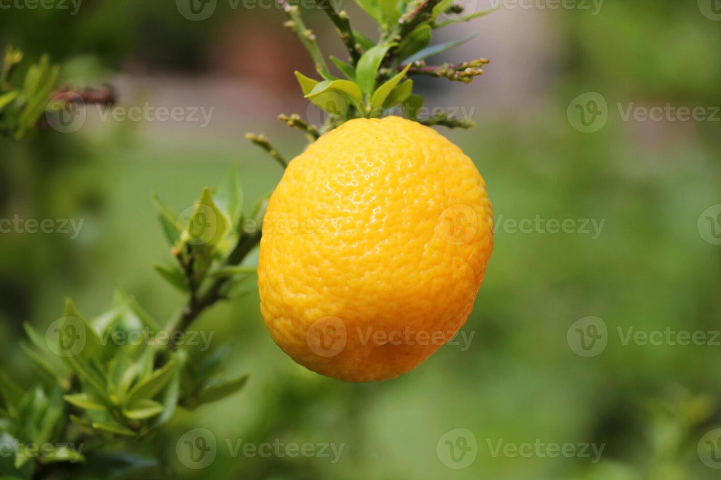 Poncirus trifoliata fruits growing in the garden close-up. photo