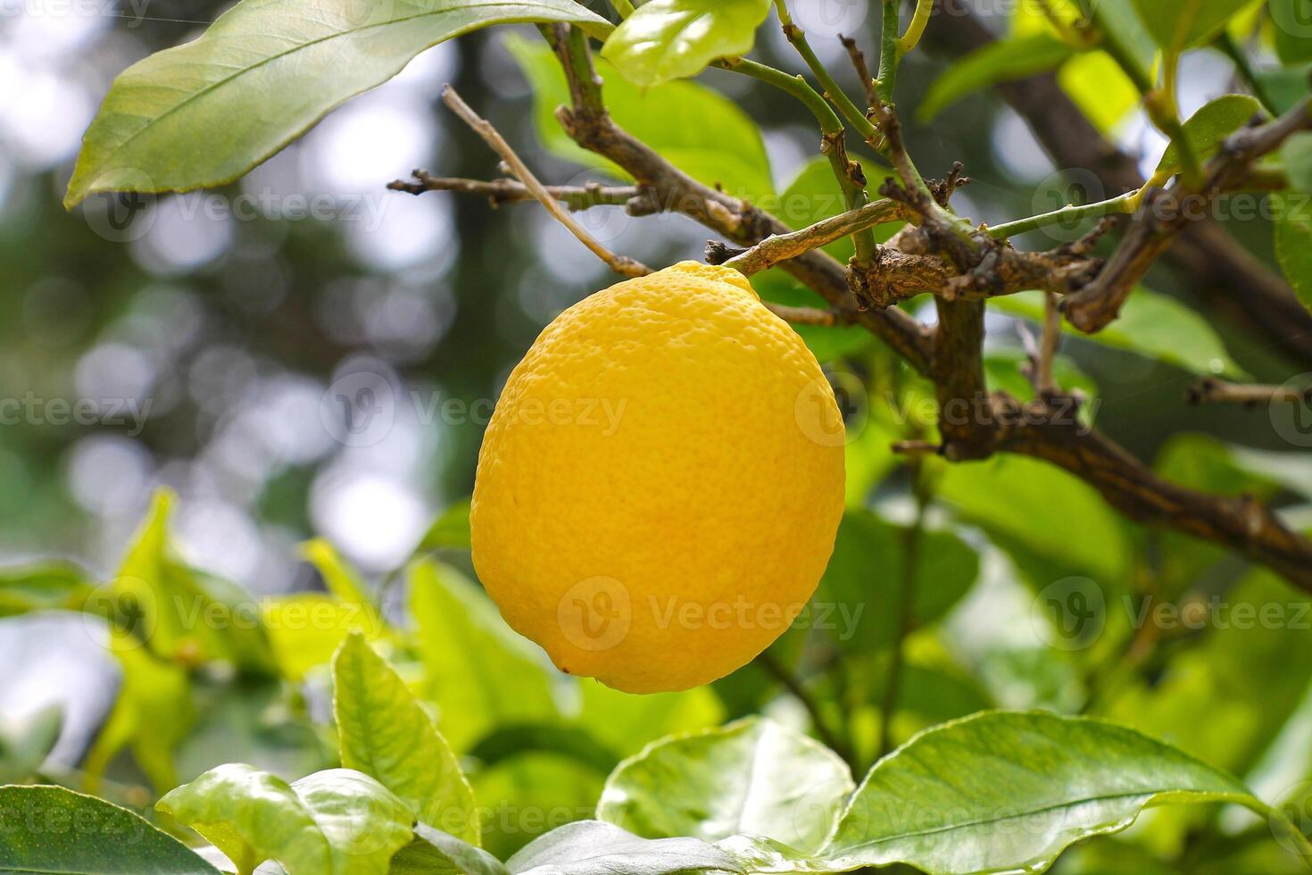 Ripe lemon fruits growing in the garden close-up. photo