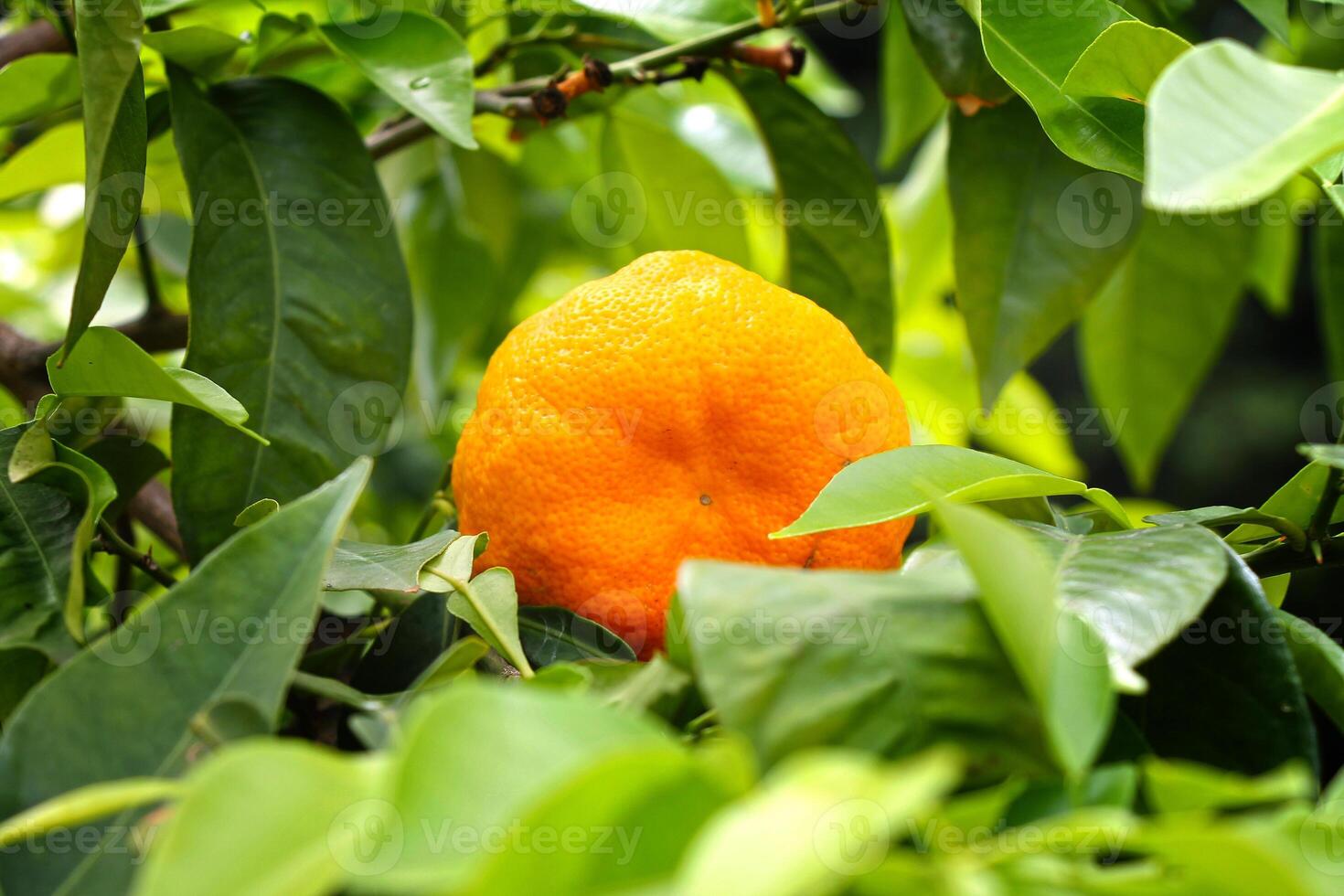 Tangerine fruit among green leaves growing in the garden close-up photo