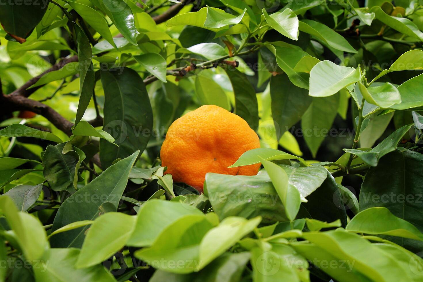 Tangerine fruit among green leaves growing in the garden close-up photo