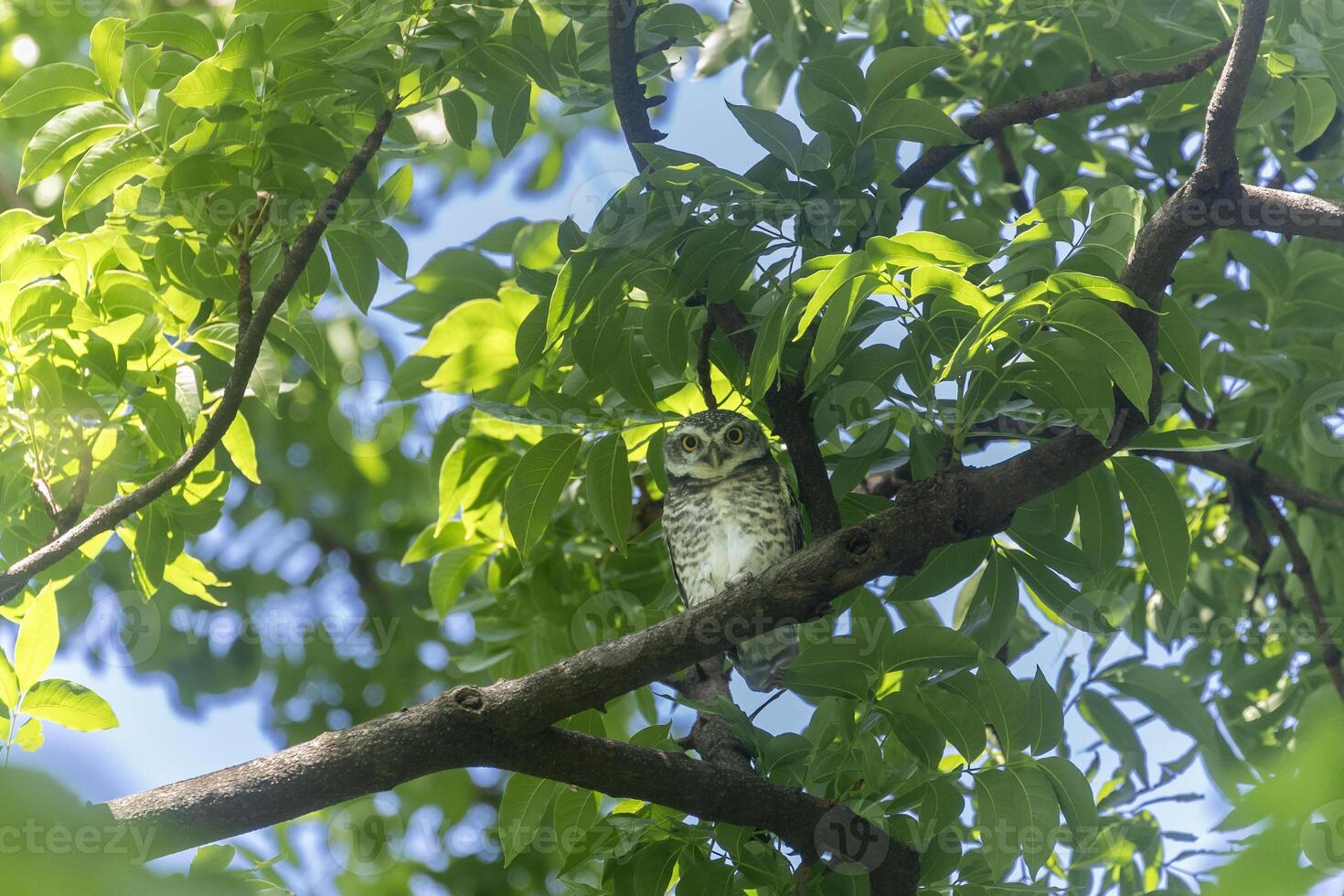 Spotted owlet, Athene brama, in the tropical forest habitat looking at the camera for nocturnal bird of prey and wildlife photo