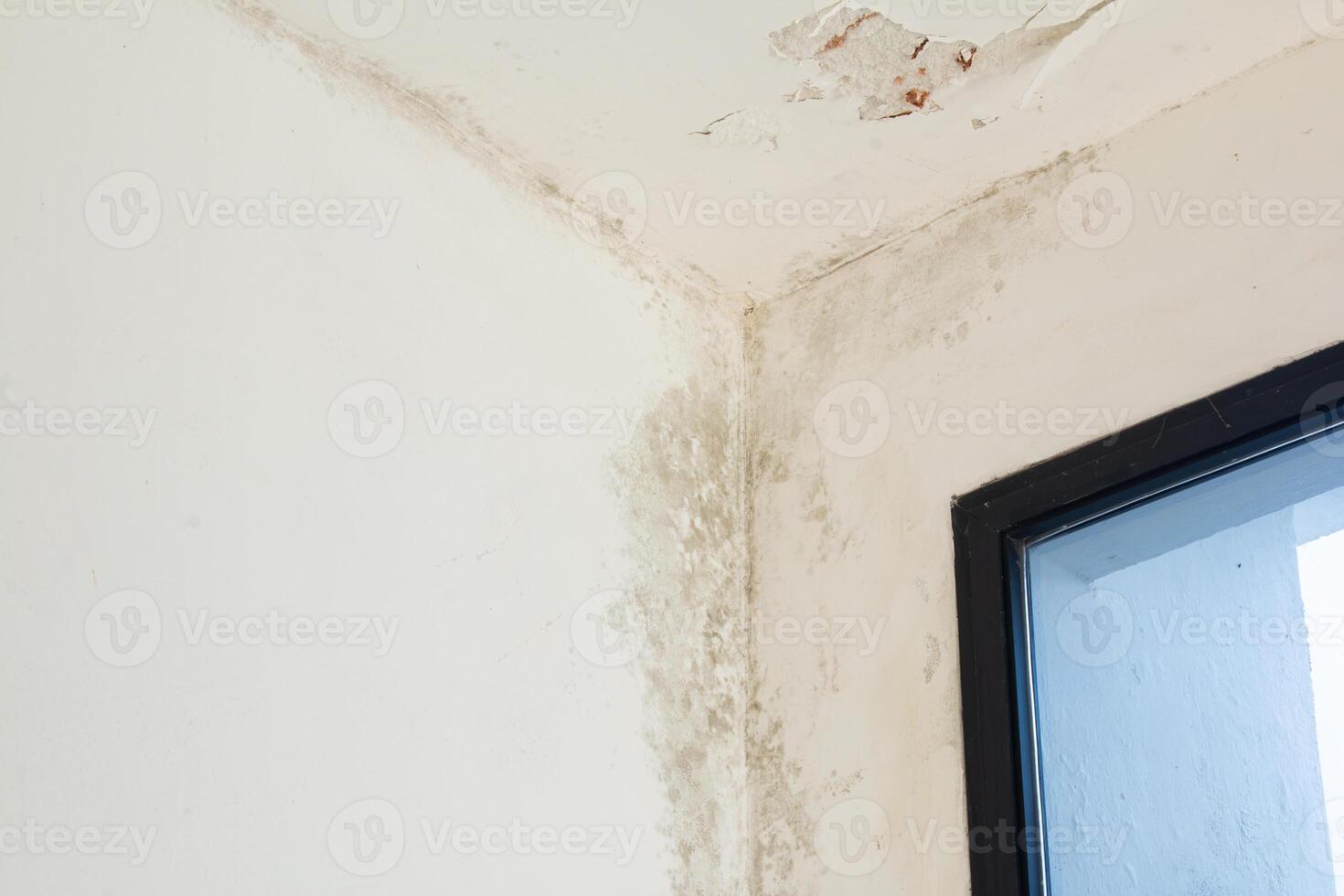 Mold on white wall. Dampness causing fungus on the wall photo