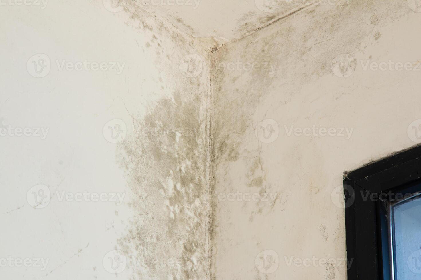 Mold on white wall. Dampness causing fungus on the wall photo
