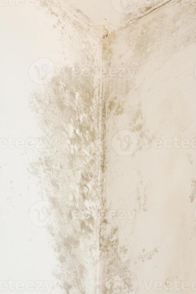 Mold on white wall. Dampness causing fungus on the wall photo