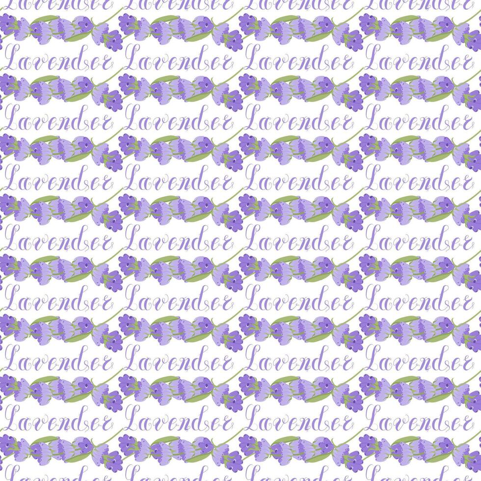 Lavender. Seamless pattern with flowers and the calligraphic word lavender on a transparent background. illustration. vector