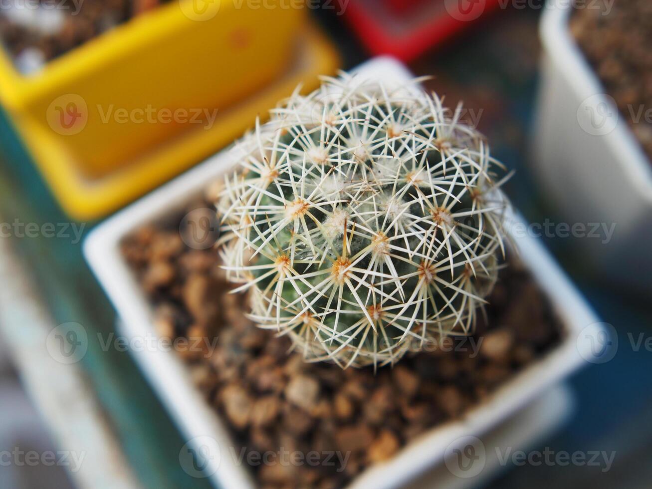 cactus astro in pot and nueatyful with pik green plant small pot photo