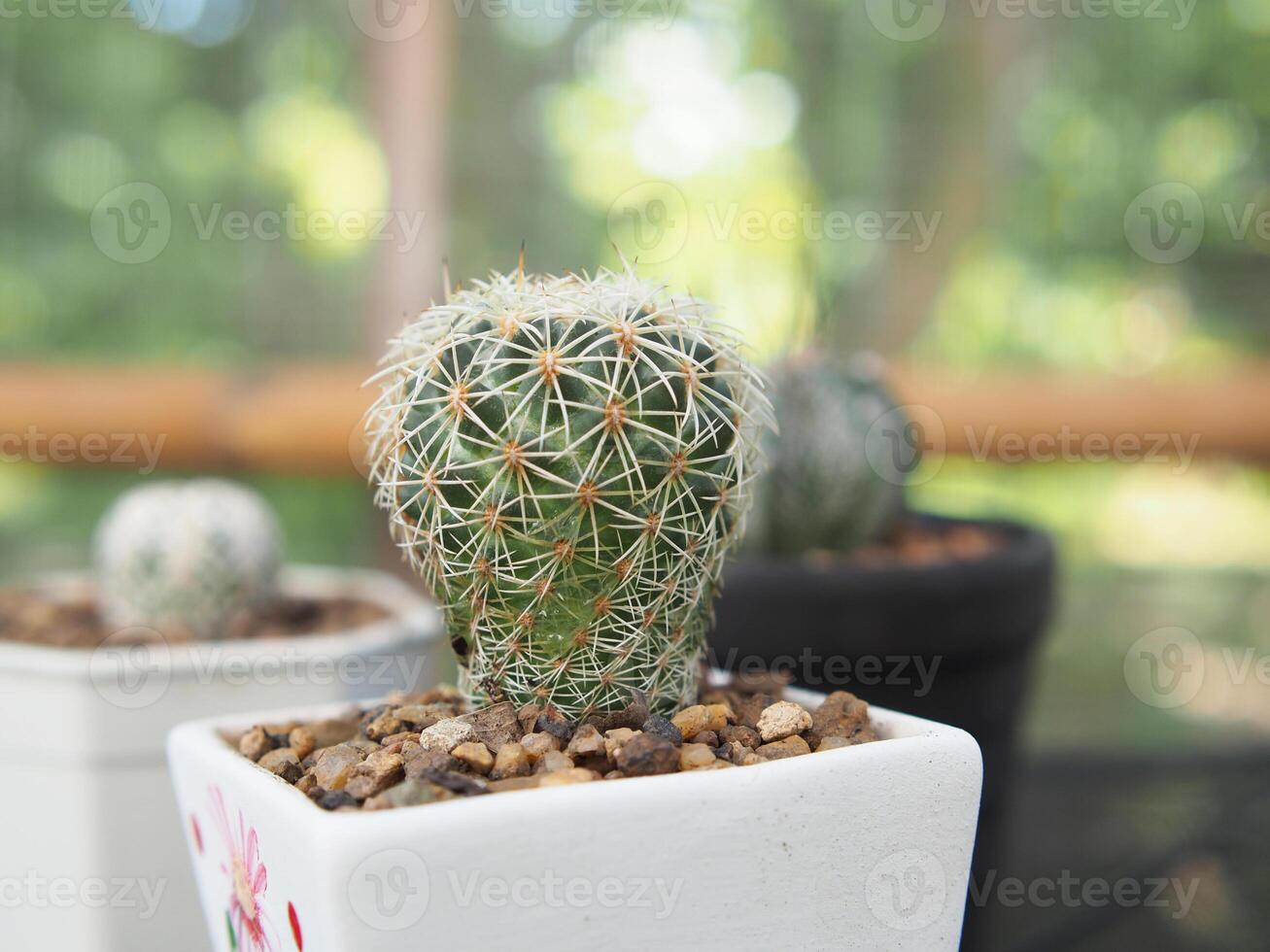 cactus astro in pot and nueatyful with pik green plant small pot photo