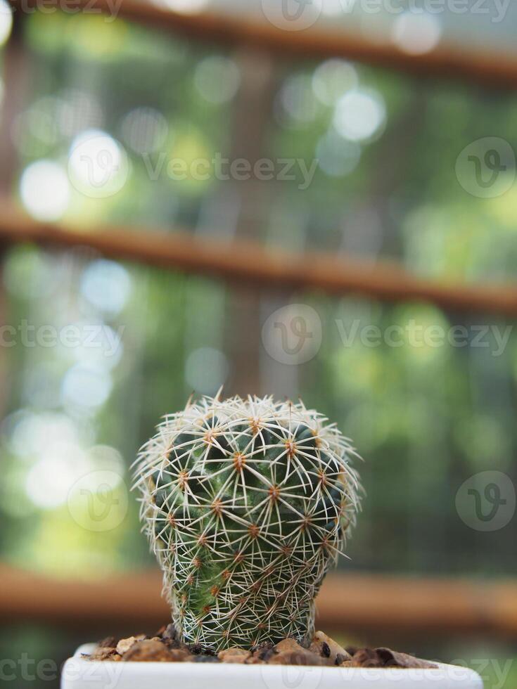 cactus astro in pot and nueatyful with pik green plant small pot photo