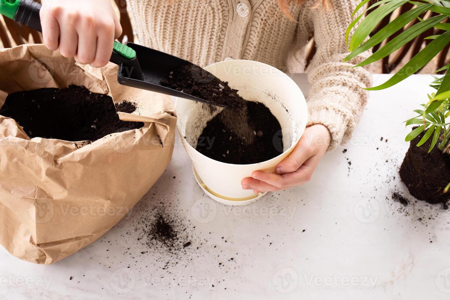 Home garden plants spread out on counter at home on the window. seedlings photo