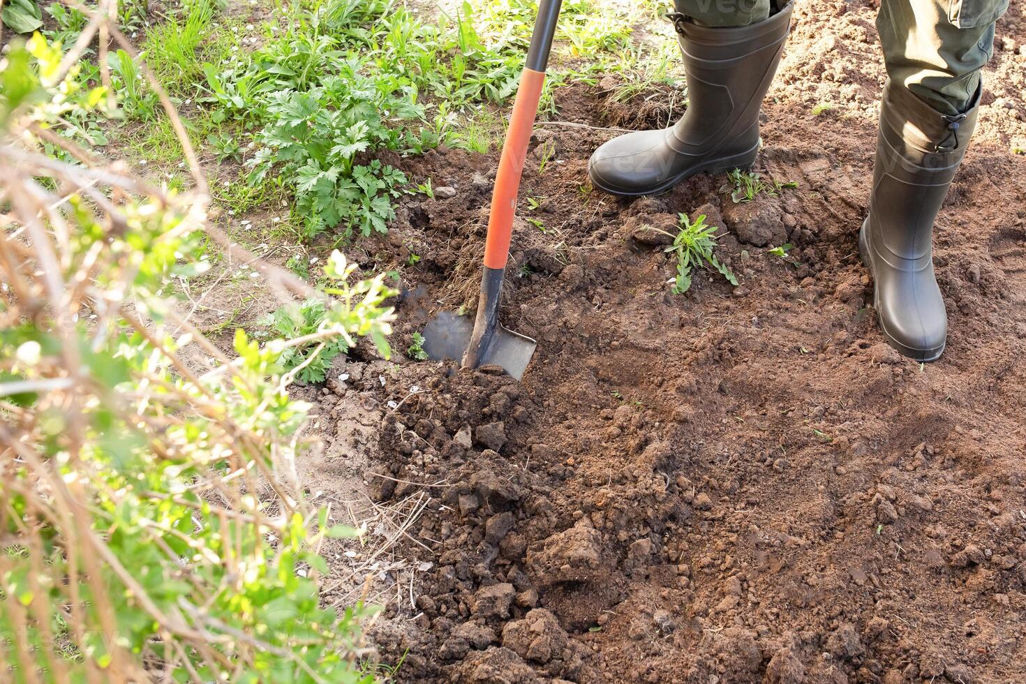The gardener is digging in the garden. Soil preparation for planting in spring. Gardening. gardener's feet in boots next to a shovel photo