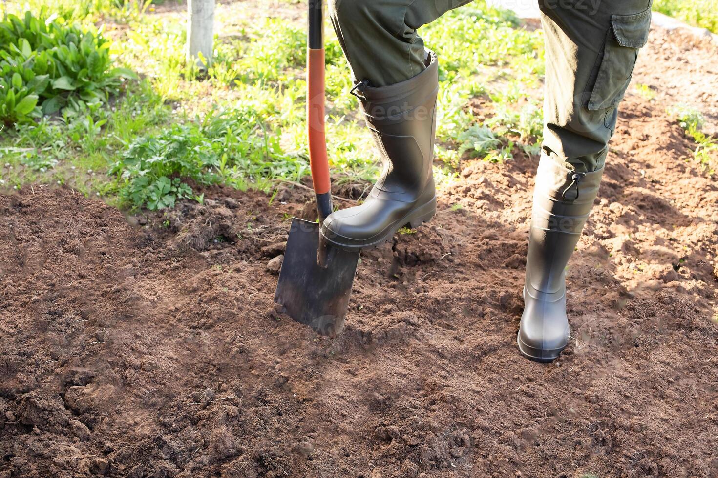 The gardener is digging in the garden. Soil preparation for planting in spring. Gardening. gardener's feet in boots next to a shovel photo