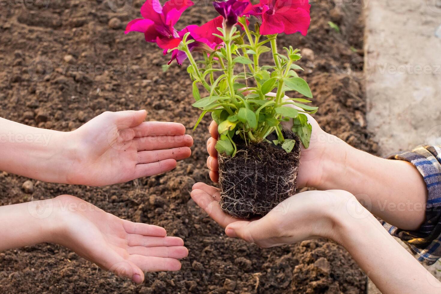 close-up adult man's hands holding flower seedlings. planting plants in the garden. gardening. the hands of the parent pass the hands of the child a flower for planting in the garden photo