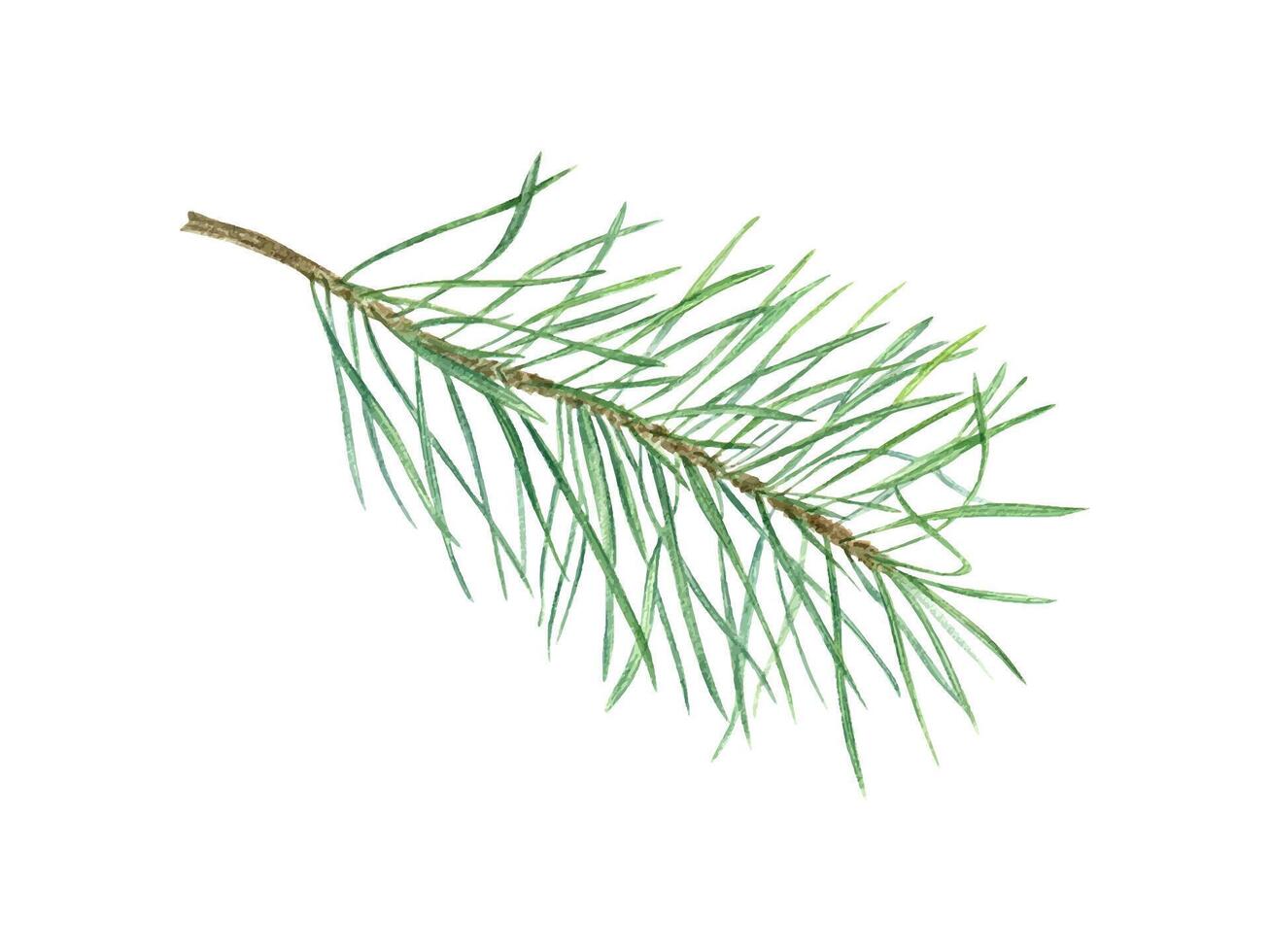 Christmas pine sprig. Evergreen plant branch. Green lush twig with long needles. Botanical watercolor illustration. For winter postcard design, Xmas and New Year cards, greetings vector