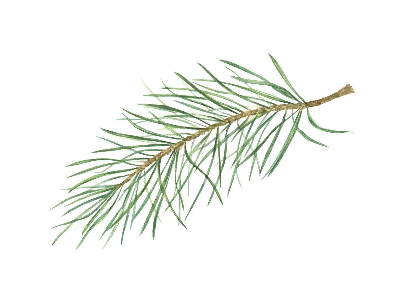 Forest single pine branch. Xmas evergreen plant sprig. Green lush twig with long needles. Botanical watercolor illustration. For winter postcard design, New Year package, holiday greetings vector