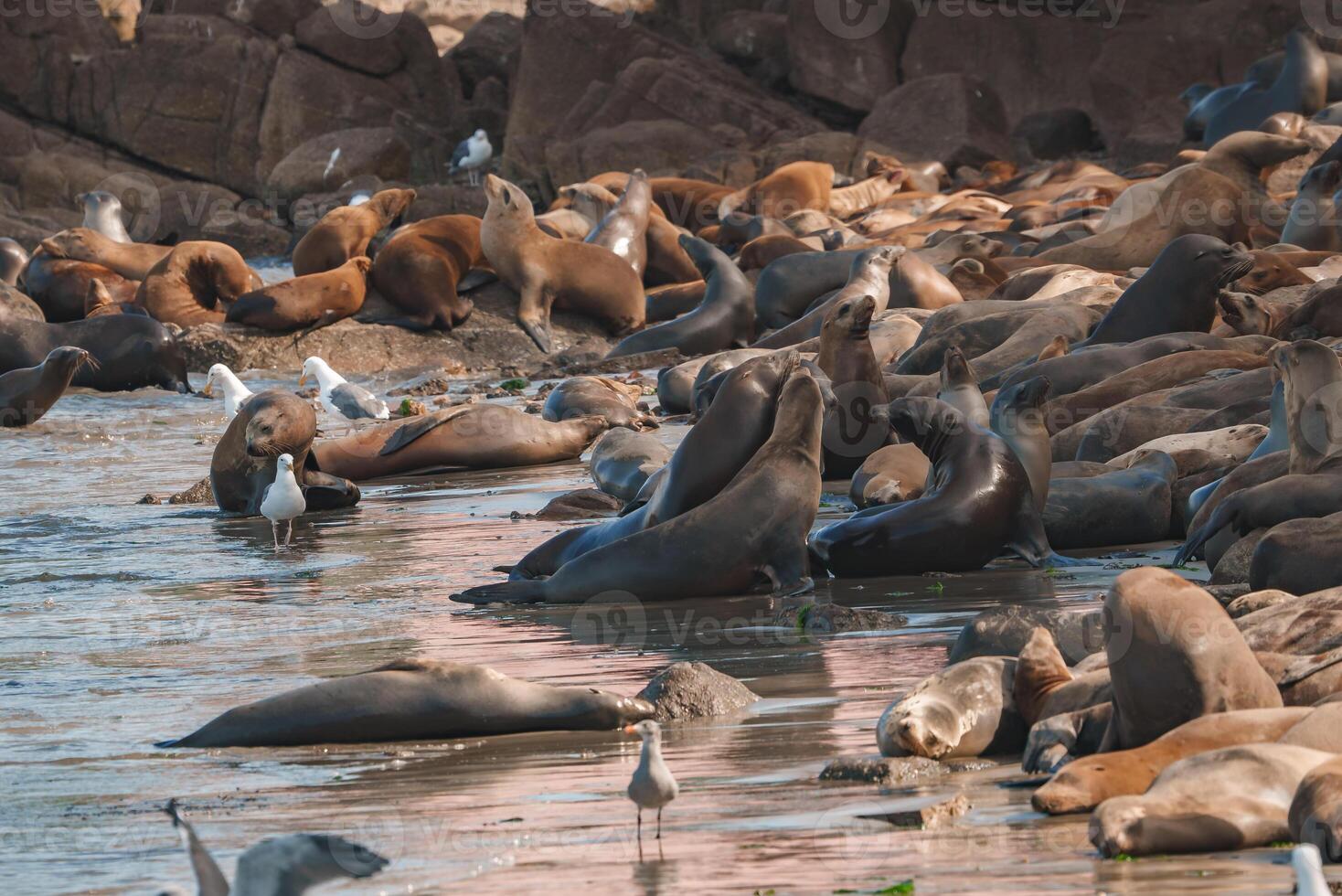 Sea lions in various shades from tan to brown gather on a rocky shoreline, some lying down, others interacting. Seagulls and bright sunlight in background. photo