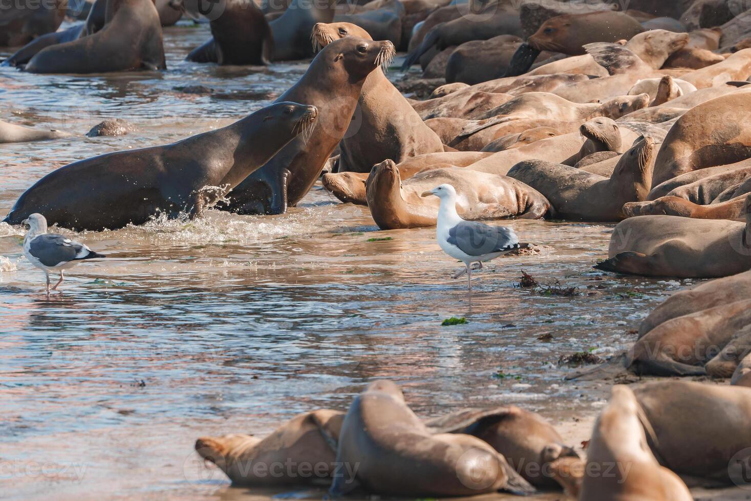 Explore a lively scene of sea lions gathering on a sandy shore in a coastal environment. The animals rest, socialize, and interact with each other under clear skies. photo