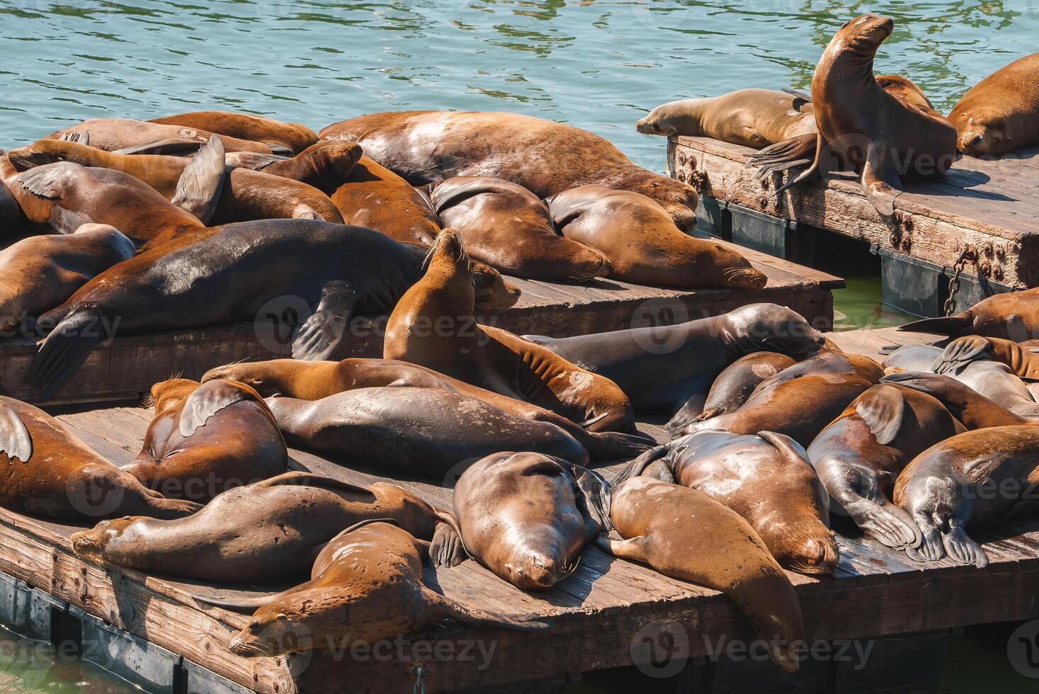 Sea lions rest on platforms in the water, close together and relaxed. Possibly Pier 39, San Francisco. Sunny day highlights glossy coats and peaceful scene. photo