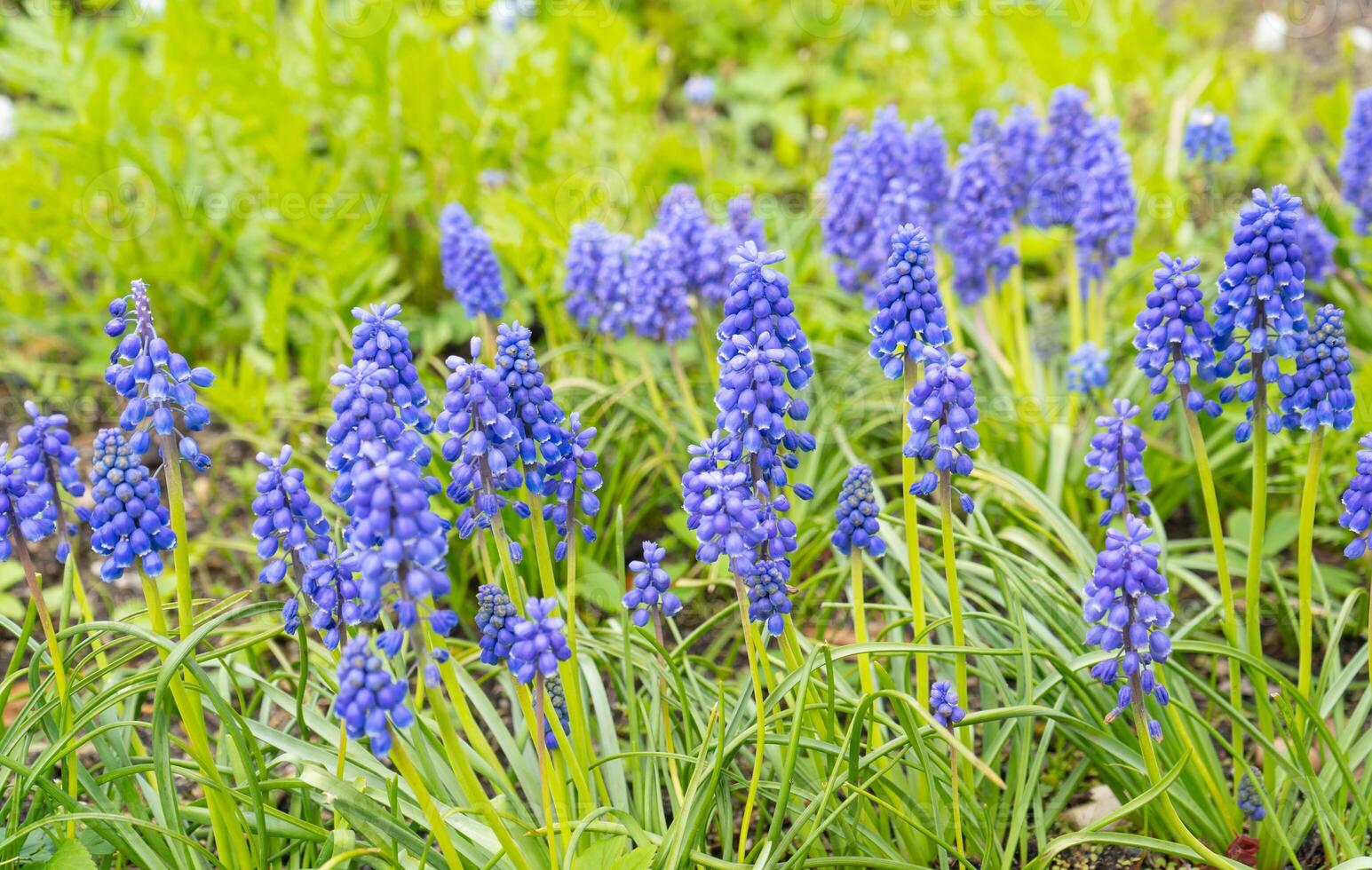 First spring flowers blue muscari in the garden. Grape hyacinth or bluebells photo