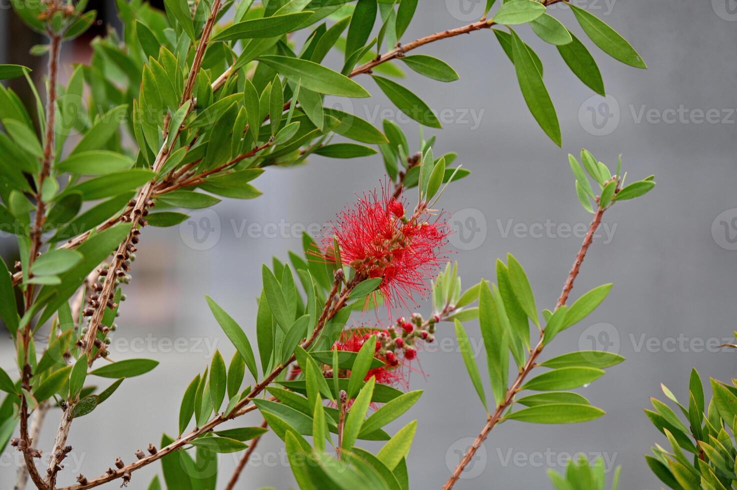 a red flower on a tree branch photo