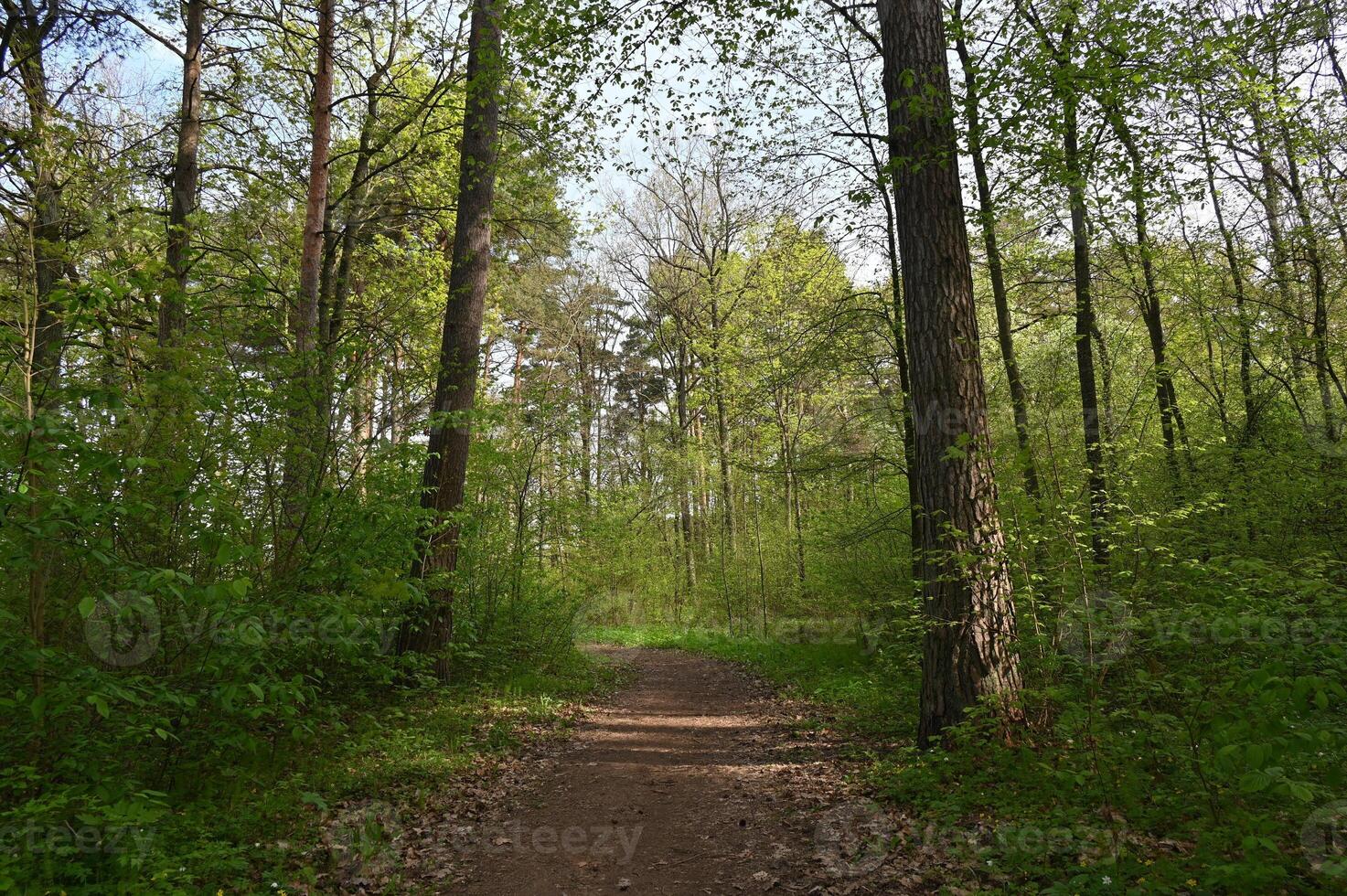 a path through a forest with trees and green grass photo