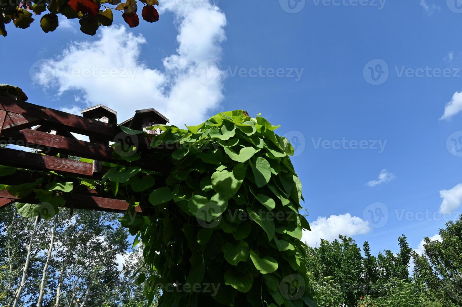 a wooden trellis with green leaves and a blue sky photo