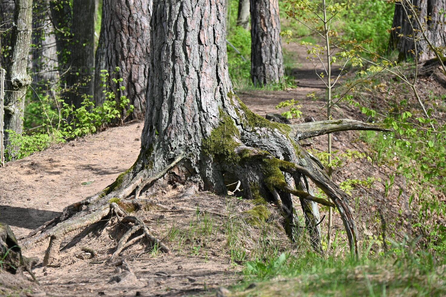 a tree with roots growing out of it in the woods photo