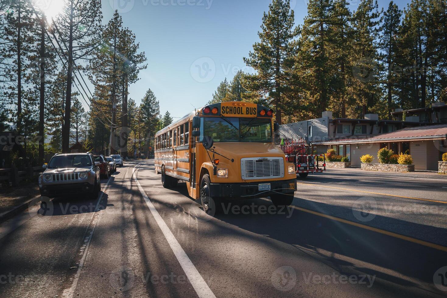 Classic yellow American school bus travels on a road lined with tall pine trees. SCHOOL BUS displayed at the front. Clear, sunny day with buildings in the background. photo