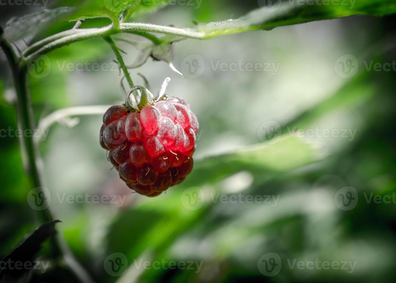 Raspberry bunch closeup photo